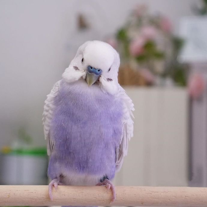 点击大图看下一张：一组清新的紫色小鹦鹉