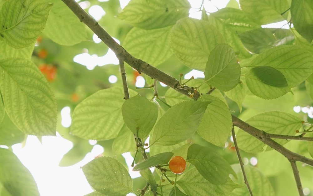 点击大图看下一张：一组夏日绿色小清新樱桃图片