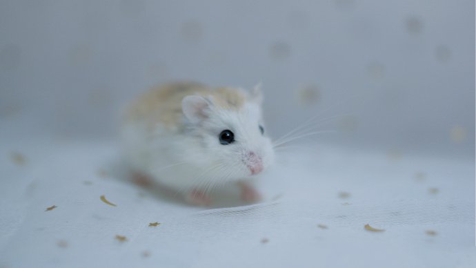 点击大图看下一张：超小只超可爱的小仓鼠图片