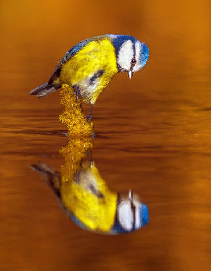 点击大图看下一张：萌萌哒水边的小鸟