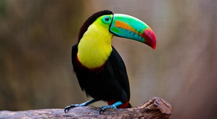 点击大图看下一张：鲜艳彩色的巨嘴鸟图片