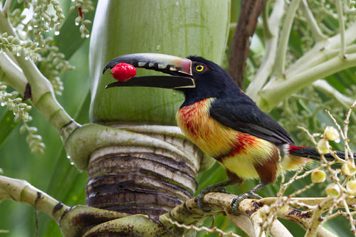 点击大图看下一张：鲜艳彩色的巨嘴鸟图片