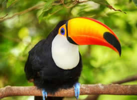 鲜艳彩色的巨嘴鸟图片