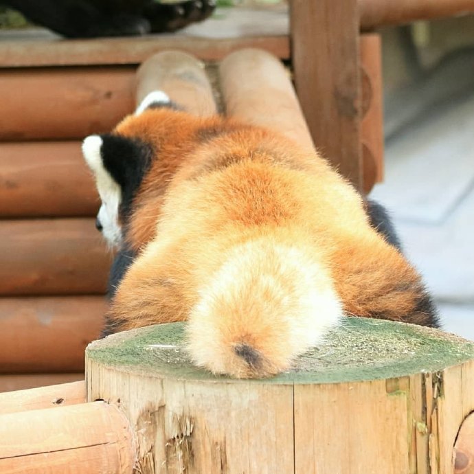 点击大图看下一张：一组长尾巴的小熊猫图片