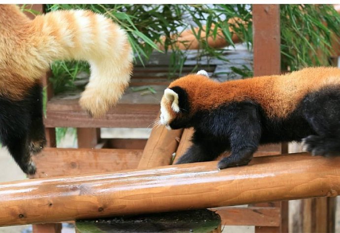 点击大图看下一张：一组长尾巴的小熊猫图片
