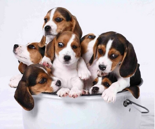 点击大图看下一张：超可爱的犬家桶图片欣赏