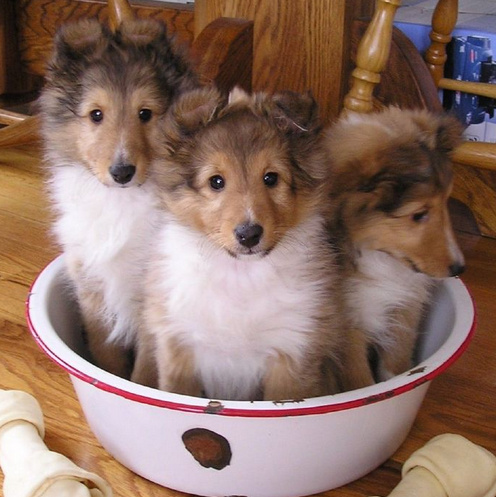 点击大图看下一张：超可爱的犬家桶图片欣赏