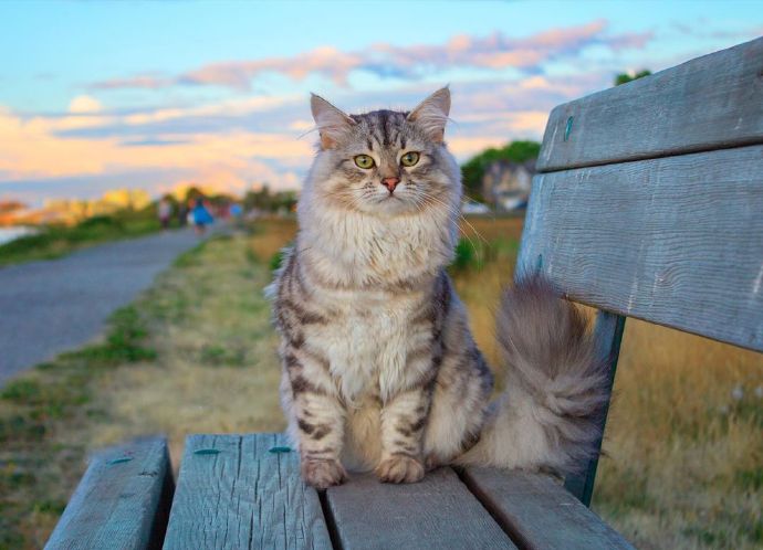 点击大图看下一张：贪玩好动的西伯利亚森林猫
