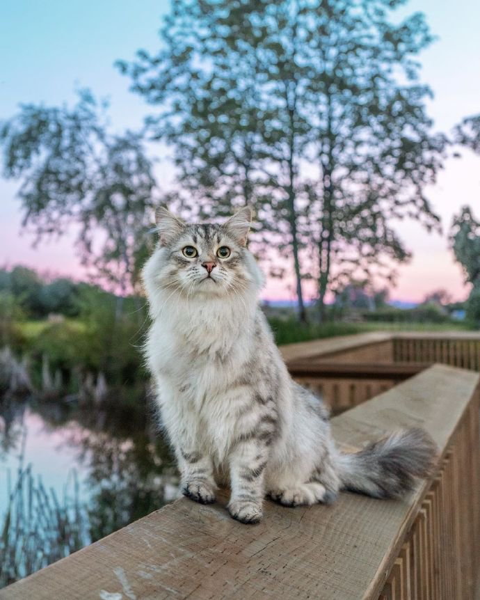 点击大图看下一张：贪玩好动的西伯利亚森林猫