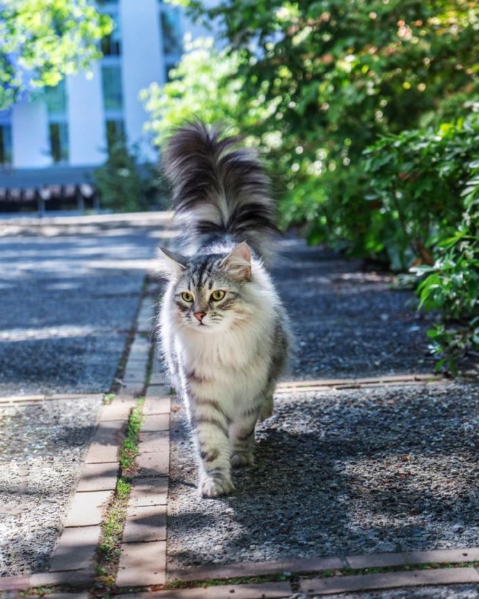 点击大图看下一张：贪玩好动的西伯利亚森林猫