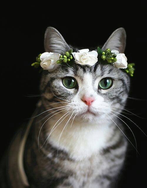 点击大图看下一张：猫咪与花，真是绝配