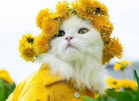 猫咪与花，真是绝配