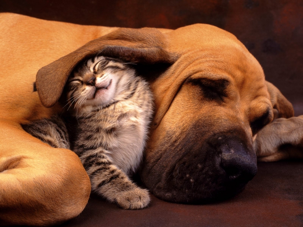点击大图看下一张：猫咪与狗狗和谐相处的美好画面