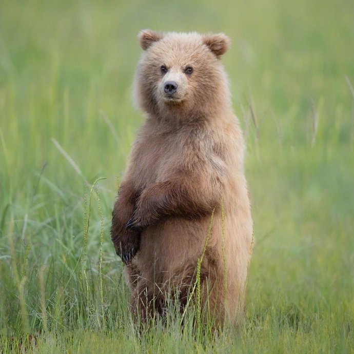 点击大图看下一张：草地里超可爱的小熊图片