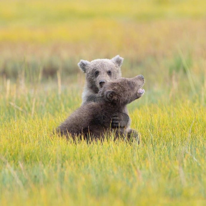 点击大图看下一张：草地里超可爱的小熊图片