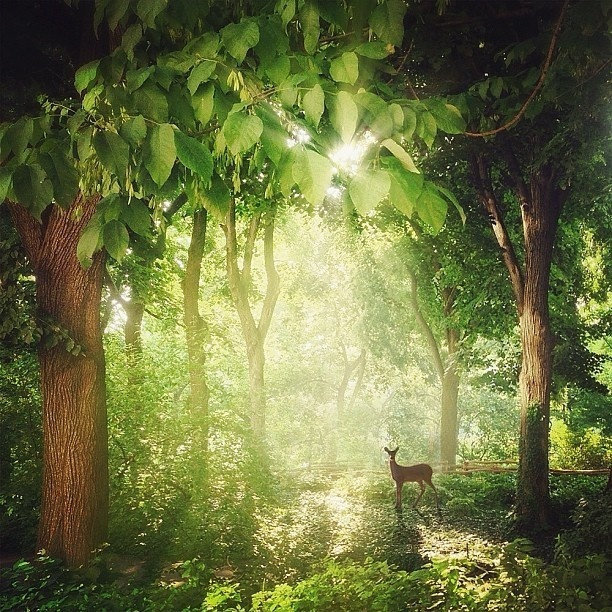 点击大图看下一张：林深时见鹿，鹿是森林里行走的树