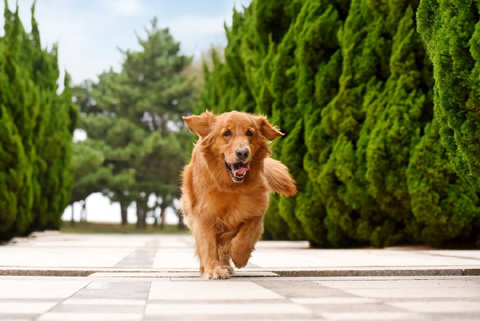 点击大图看下一张：青岛拍摄的金毛狗狗图片