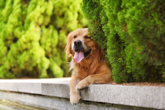 点击大图看下一张：青岛拍摄的金毛狗狗图片