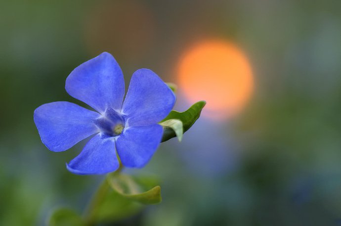 点击大图看下一张：小花的微距摄影作品欣赏