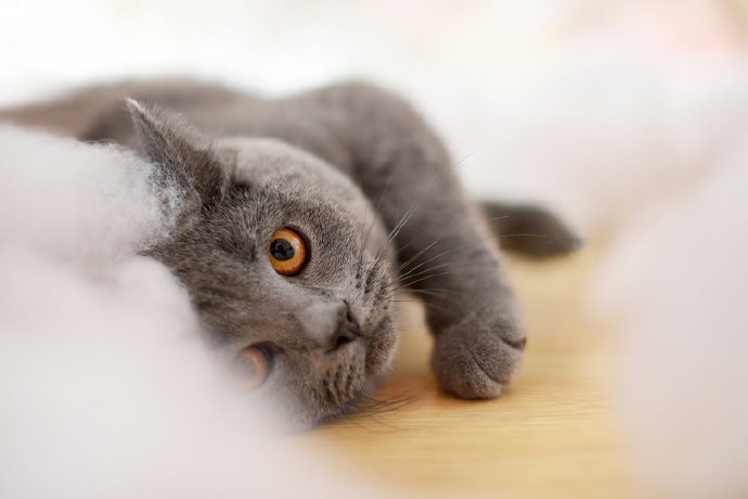 点击大图看下一张：一组可爱的灰猫猫图片