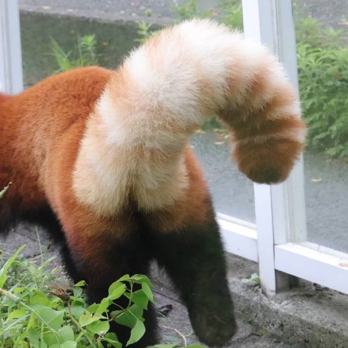点击大图看下一张：尾巴这么绒的小熊猫啊