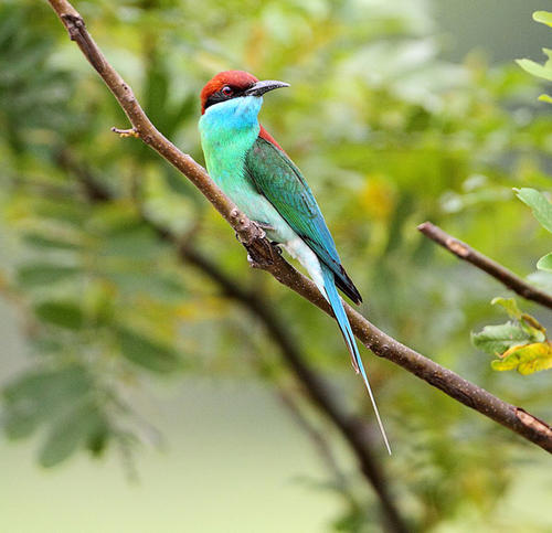 点击大图看下一张：枝头上的蓝喉蜂虎鸟图片