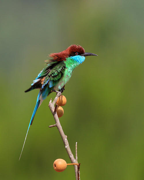 点击大图看下一张：枝头上的蓝喉蜂虎鸟图片