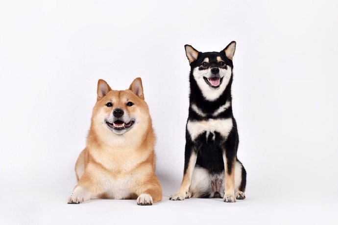点击大图看下一张：一组可爱的橘色和黑色的柴犬狗狗