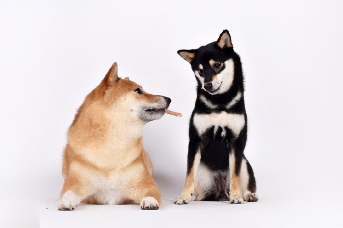 点击大图看下一张：一组可爱的橘色和黑色的柴犬狗狗