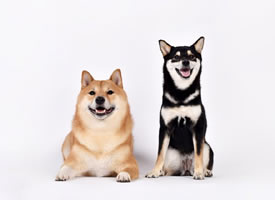 一组可爱的橘色和黑色的柴犬狗狗