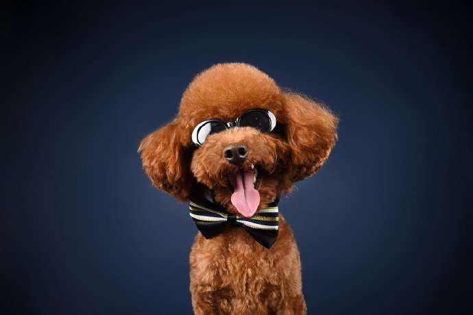 点击大图看下一张：一组可爱又搞笑泰迪狗狗