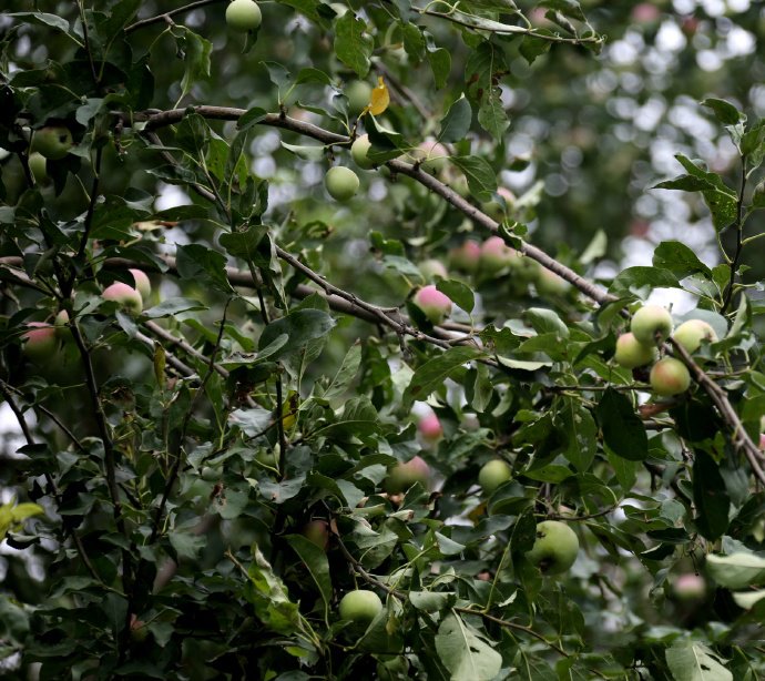 点击大图看下一张：宣武公园苹果垂枝图片