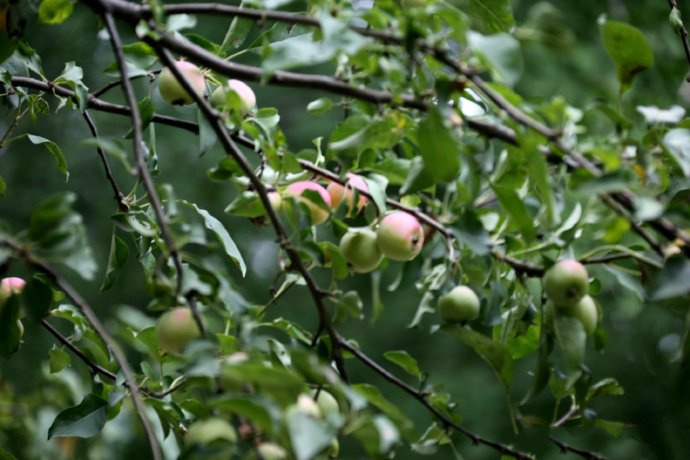 点击大图看下一张：宣武公园苹果垂枝图片