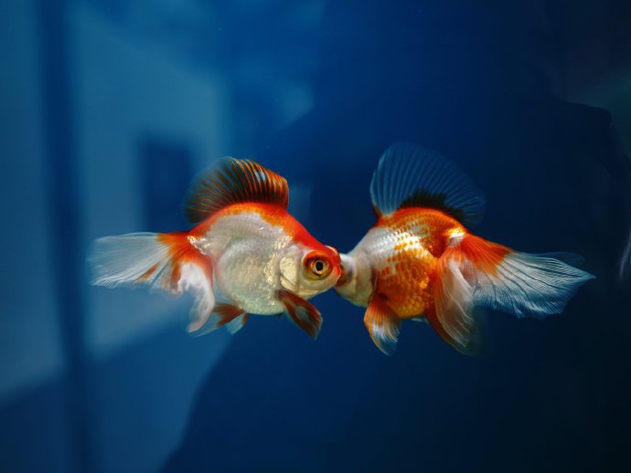 点击大图看下一张：一组精美的金鱼高清图片