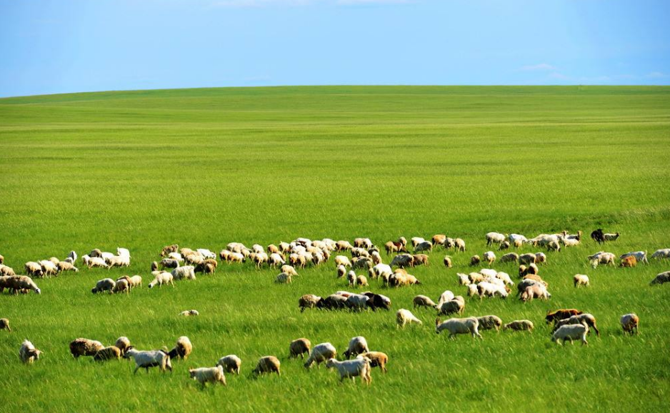 点击大图看下一张：辽阔的内蒙古大草原图片