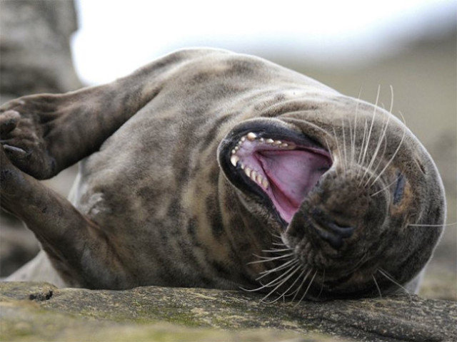 点击大图看下一张：一组开心微笑的海豹图片