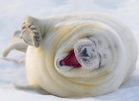 一组开心微笑的海豹图片