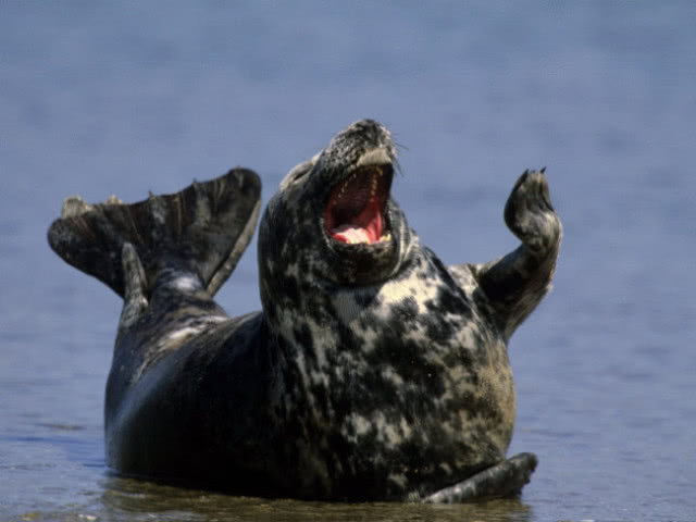点击大图看下一张：一组开心微笑的海豹图片