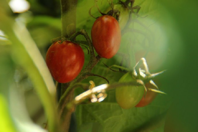 点击大图看下一张：一组超真实的小番茄图片欣赏