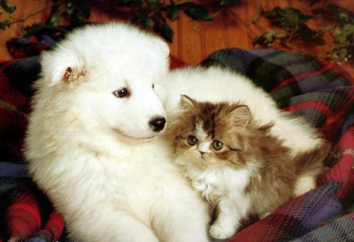 点击大图看下一张：一组超有爱的猫咪狗狗图片
