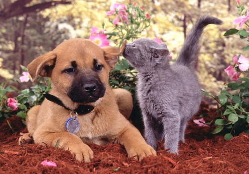 点击大图看下一张：一组超有爱的猫咪狗狗图片