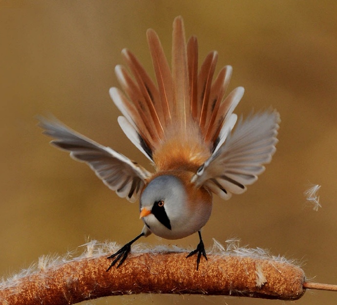 点击大图看下一张：鸟类展翅高飞图片