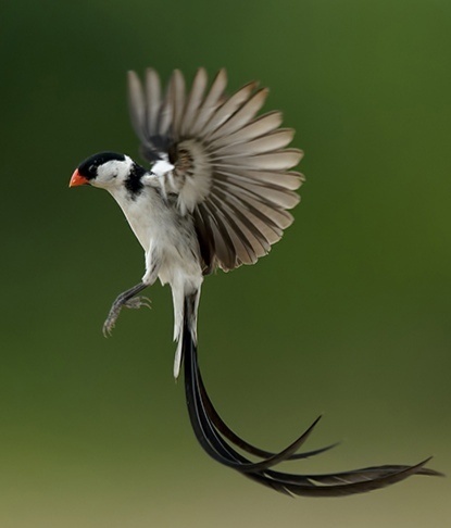 点击大图看下一张：鸟类展翅高飞图片