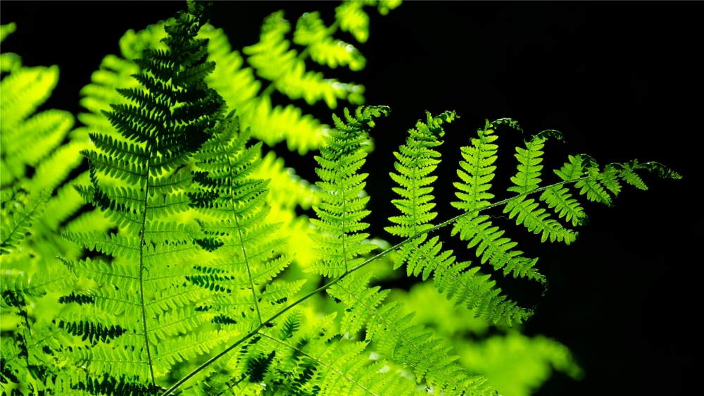 点击大图看下一张：蕨类植物绿色养眼高清桌面壁纸