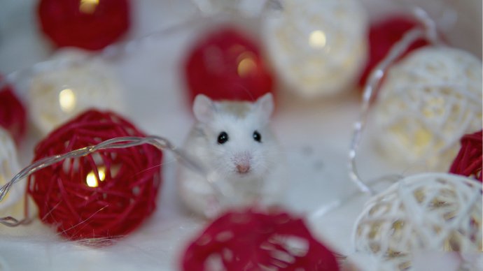 点击大图看下一张：一组超可爱的小仓鼠图片
