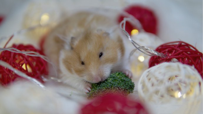 点击大图看下一张：一组超可爱的小仓鼠图片