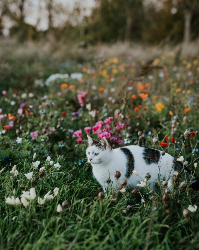 点击大图看下一张：一组野外的猫咪图片