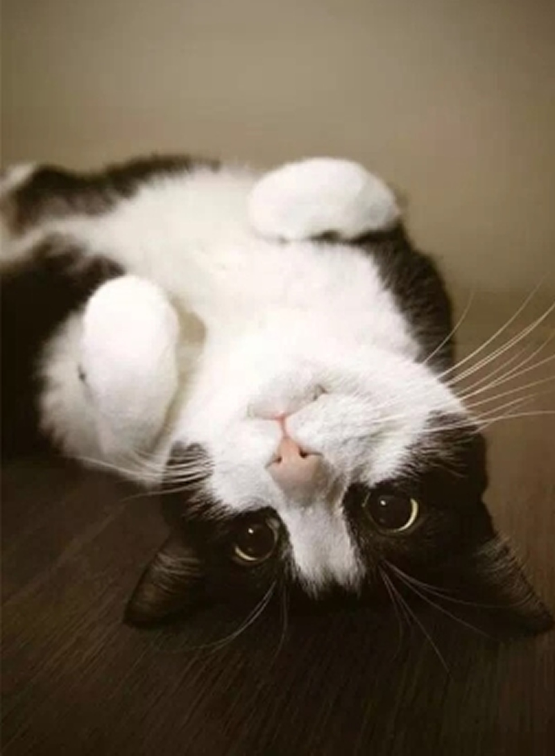 点击大图看下一张：逗萌可爱的小猫咪图片