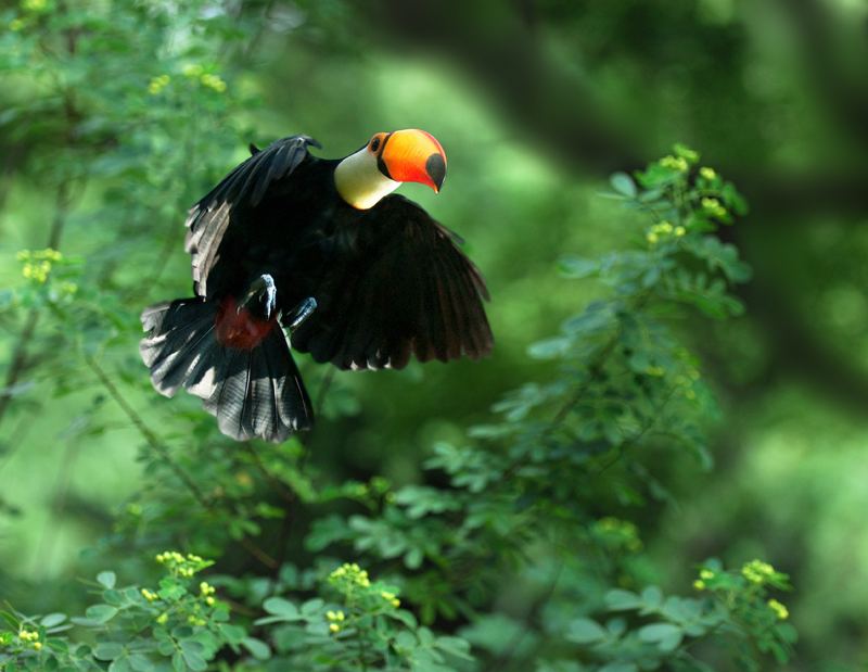点击大图看下一张：森林鸟类巨嘴鸟图片