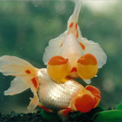 点击大图看下一张：一组漂亮的小金鱼图片